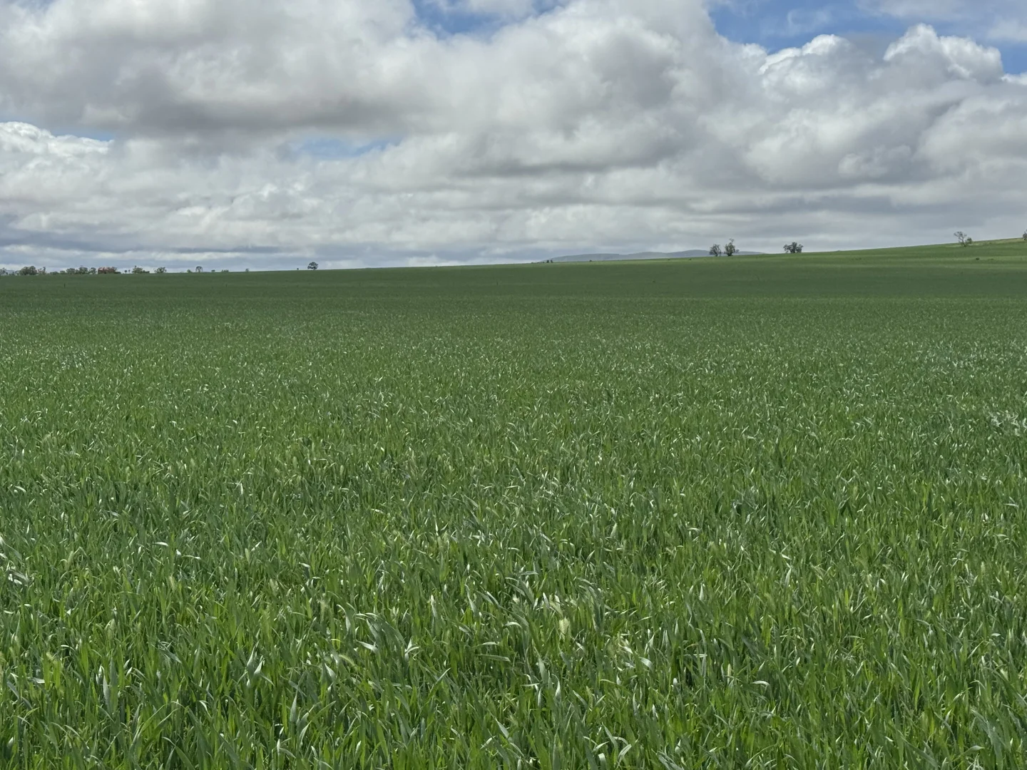 Additional image 7 of 434 Schmidt Road, Willowie SA 5431