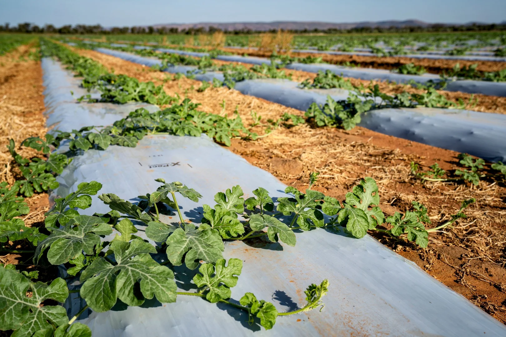 Additional image 29 of 349 Mulligans Lagoon Rd, Kununurra WA 6743