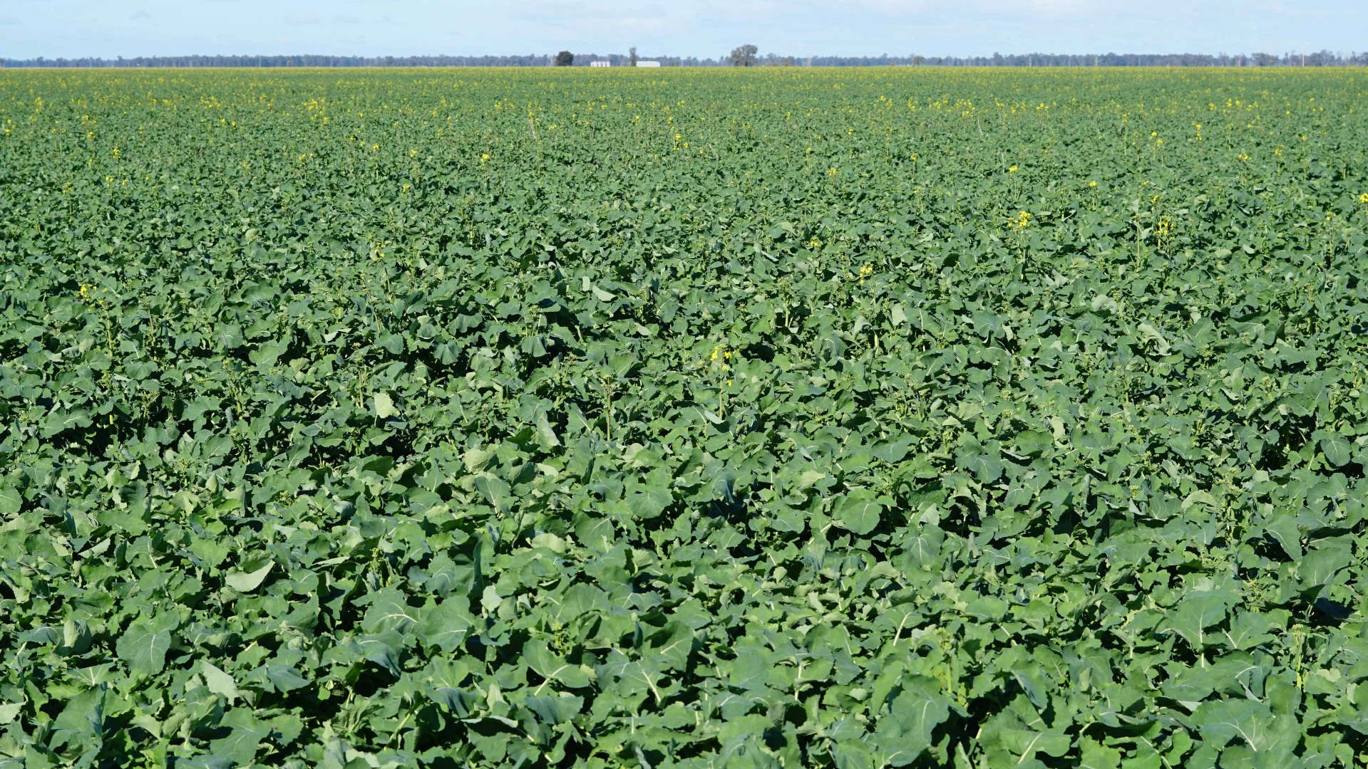 Additional image 6 of 'Williams Crossing' 139 Harris Lane, Quandialla NSW 2721