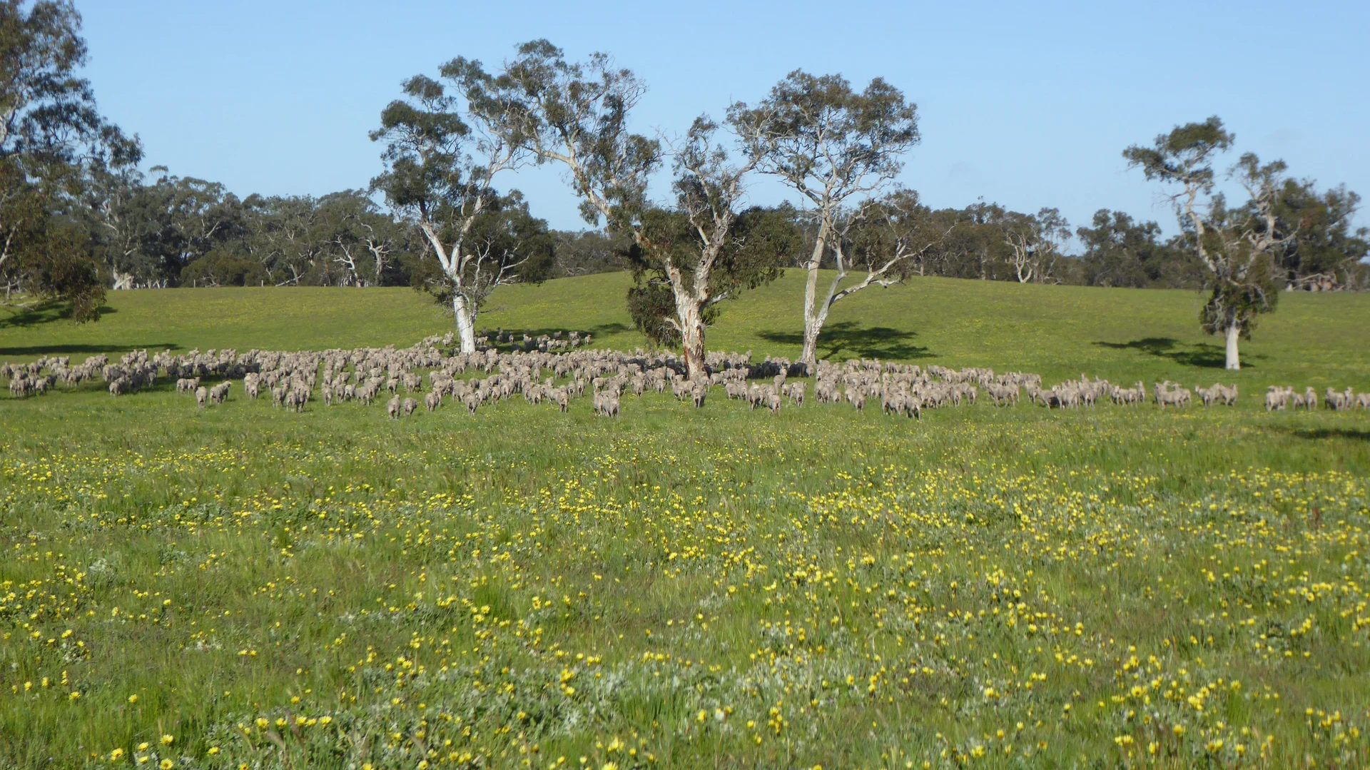 Additional image 18 of "Wyruna" 2989 Naracoorte Road, Western Flat SA 5268