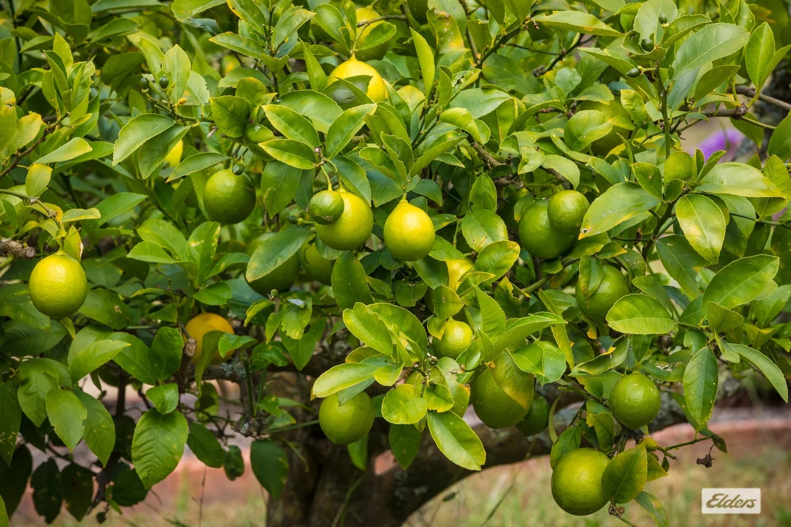 Additional image 32 of 448 Wyndham Lane, Kanoona NSW 2550