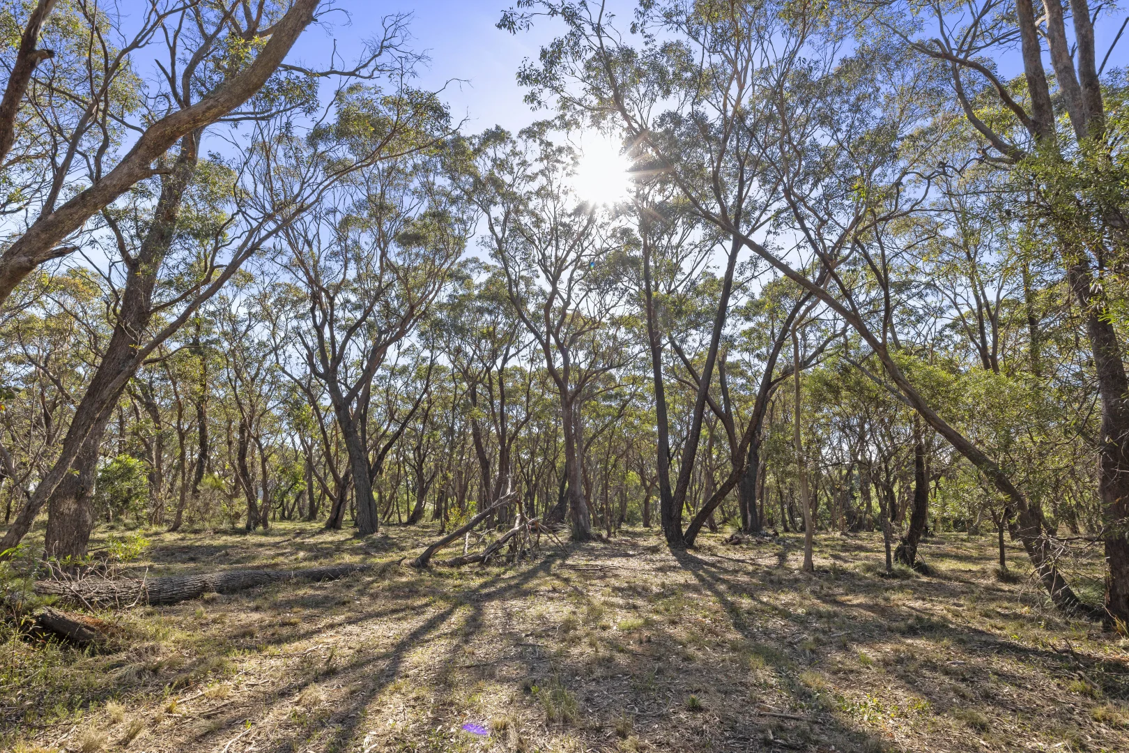 Additional image 11 of 26 Forest Park Road, Blackheath NSW 2785