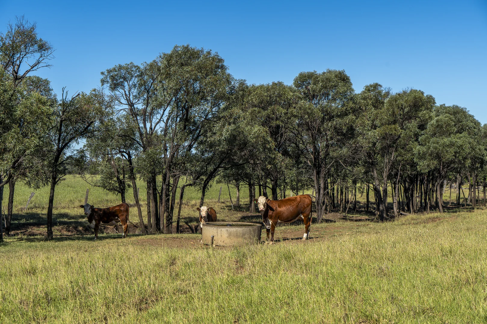 Additional image 4 of 833 Fosters Road, Guluguba QLD 4418