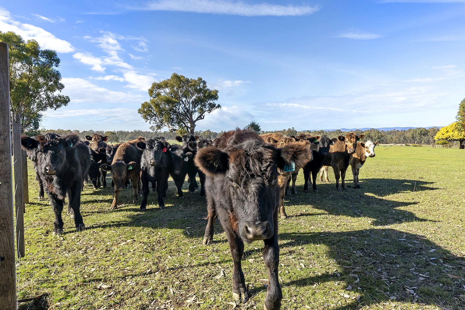 Additional image 29 of 158 Box Hill Lane, Upotipotpon VIC 3669