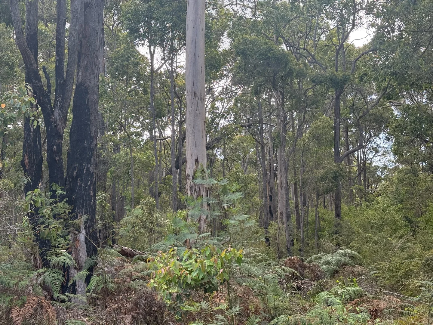 Additional image 16 of Lot 10838 Piano Gully Road, Middlesex WA 6258