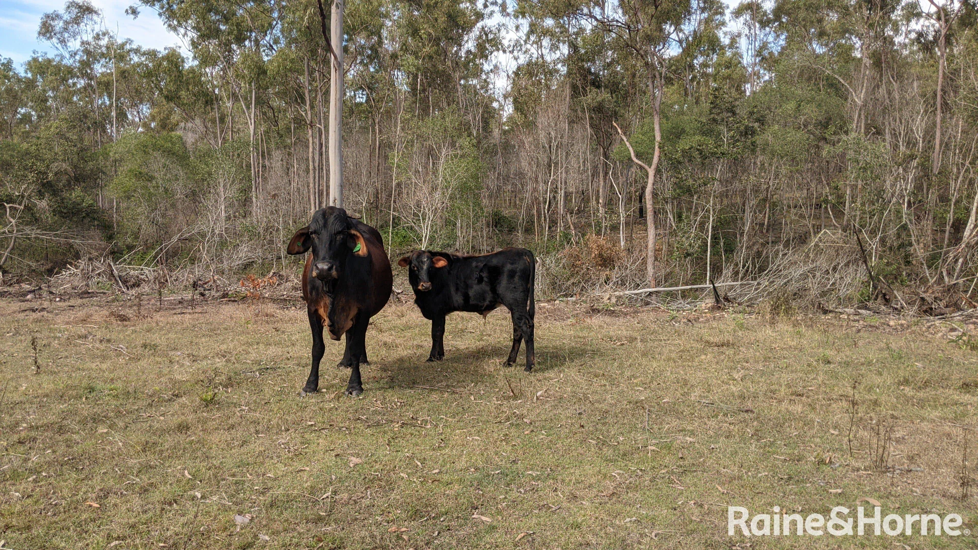 Additional image 30 of Lot 38 Tenningering Road, Good Night QLD 4671