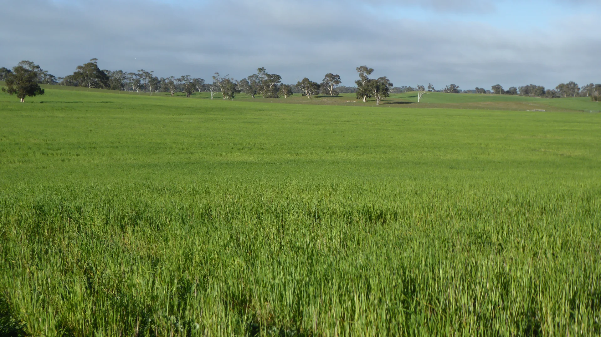 Additional image 6 of "Wyruna" 2989 Naracoorte Road, Western Flat SA 5268