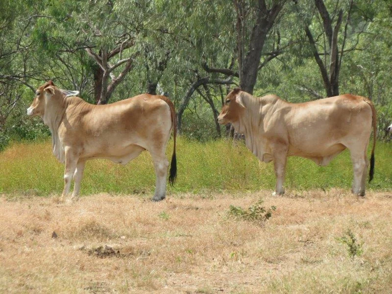 Additional image 21 of Van Lee Station, Mount Surprise QLD 4871