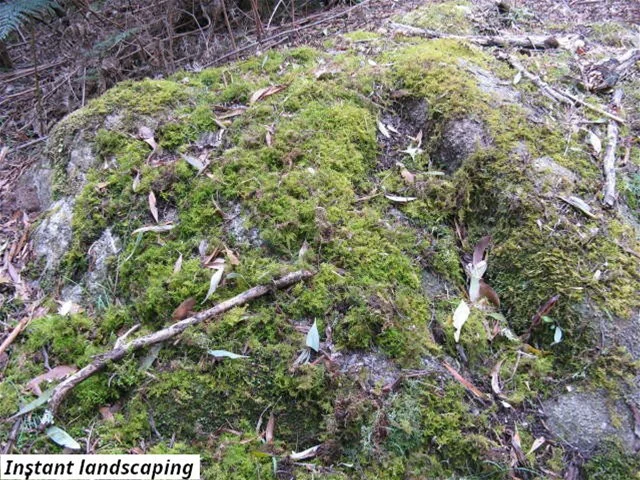 Additional image 6 of 755 Lottah Road, Lottah TAS 7216