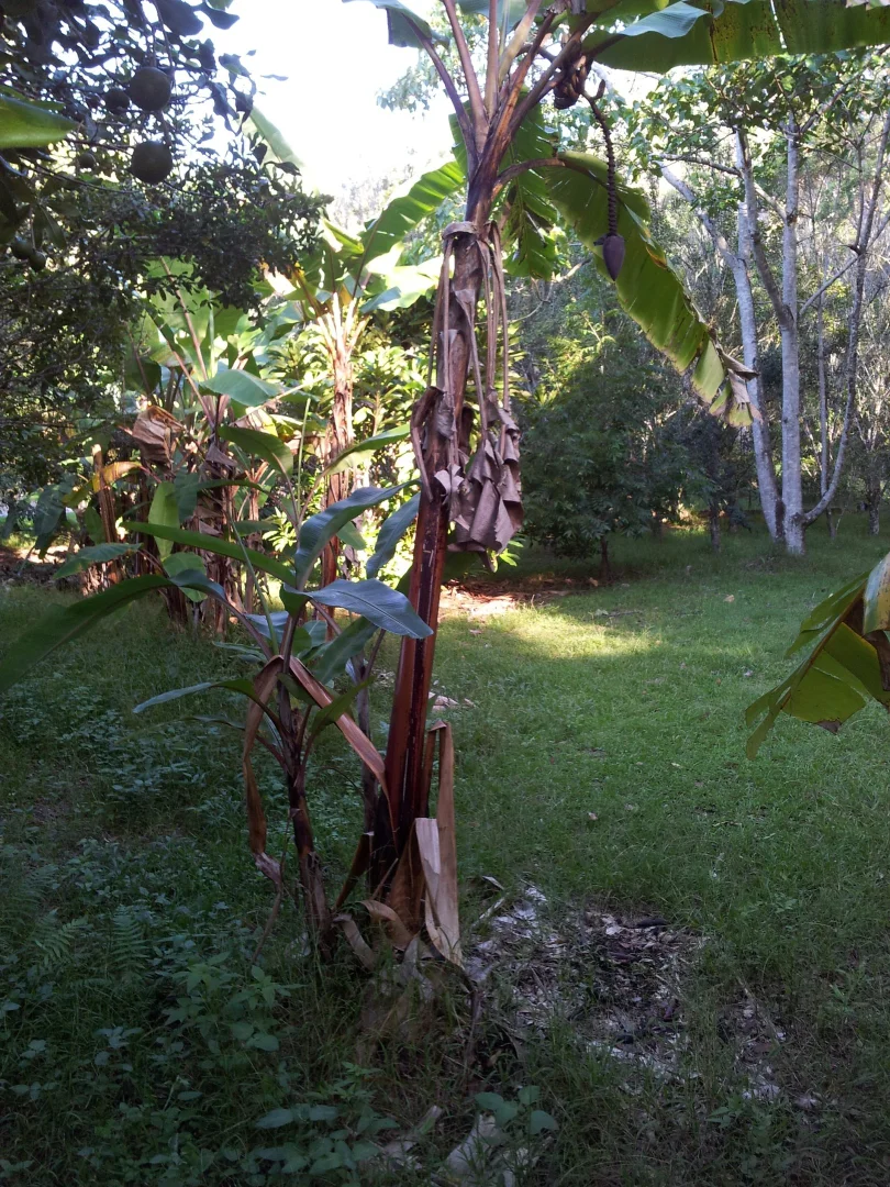 Additional image 28 of 74 Sudholz Road, Verrierdale QLD 4562