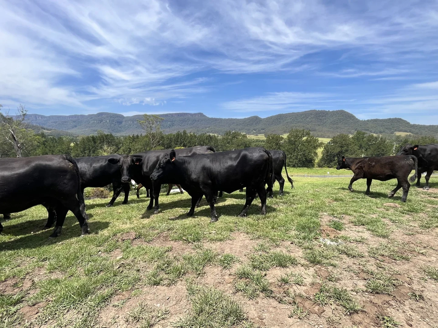 Additional image 29 of 2319 Moss Vale Road, Kangaroo Valley NSW 2577