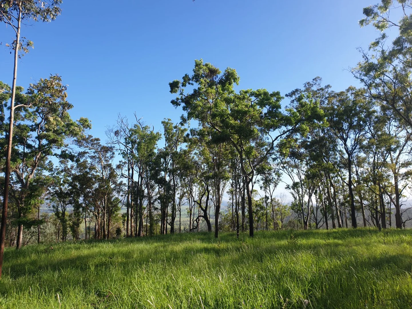 Additional image 11 of 524 Plains Station Road, Tabulam NSW 2469