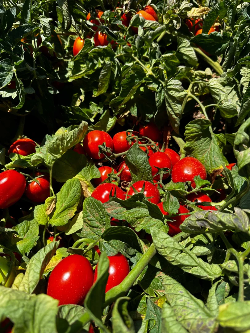 Additional image 16 of Winlaton VIC 3585