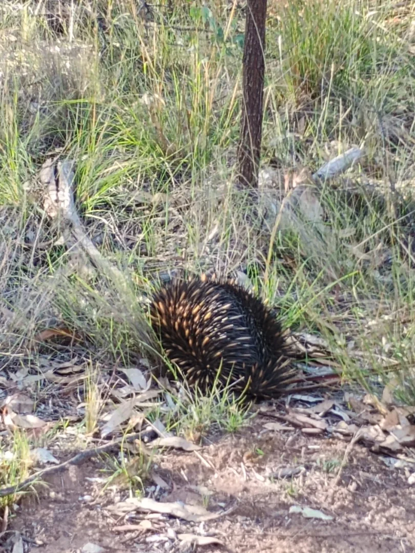 Additional image 19 of Coolah NSW 2843