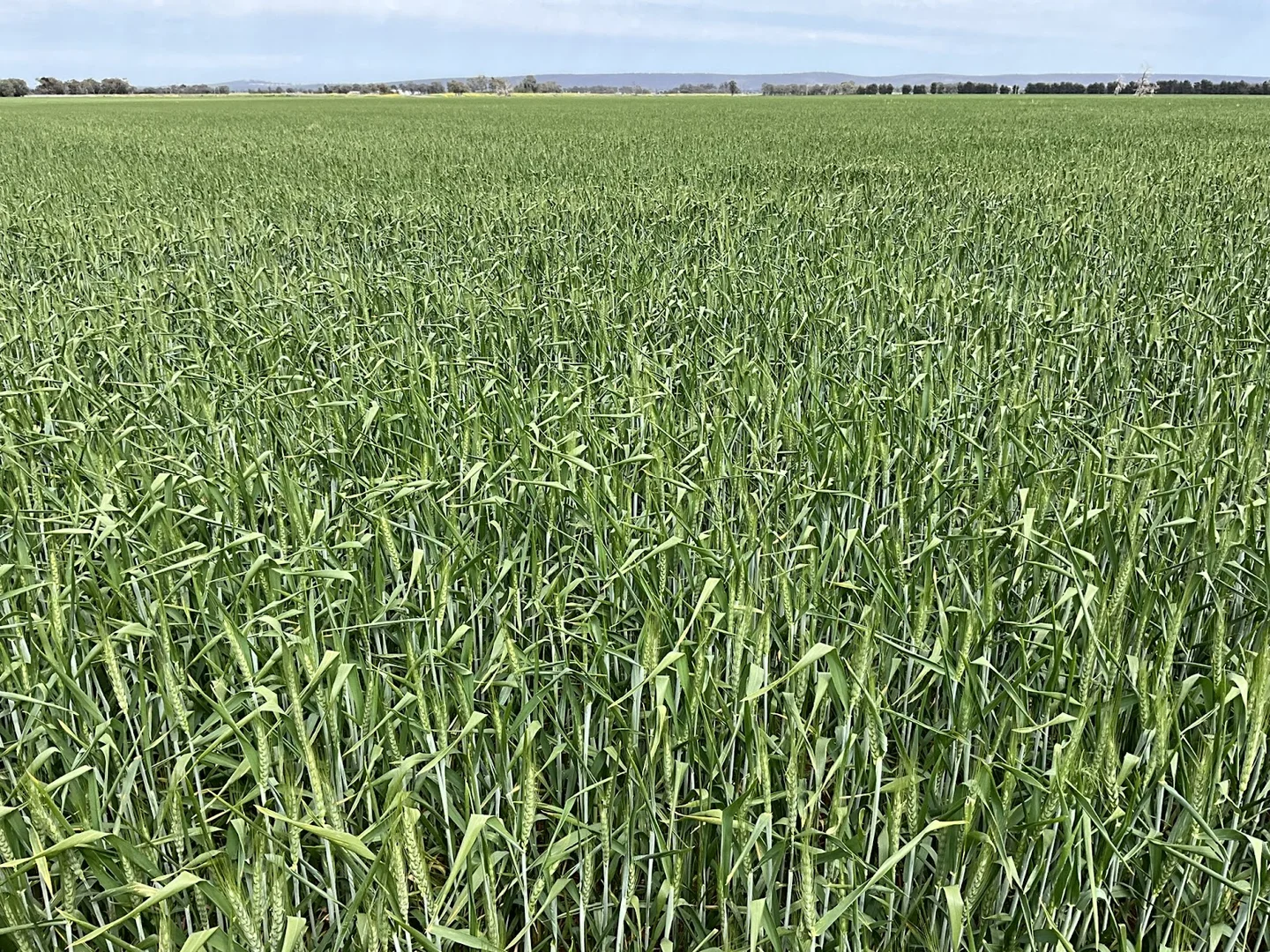 Additional image 2 of Myall Park NSW 2681