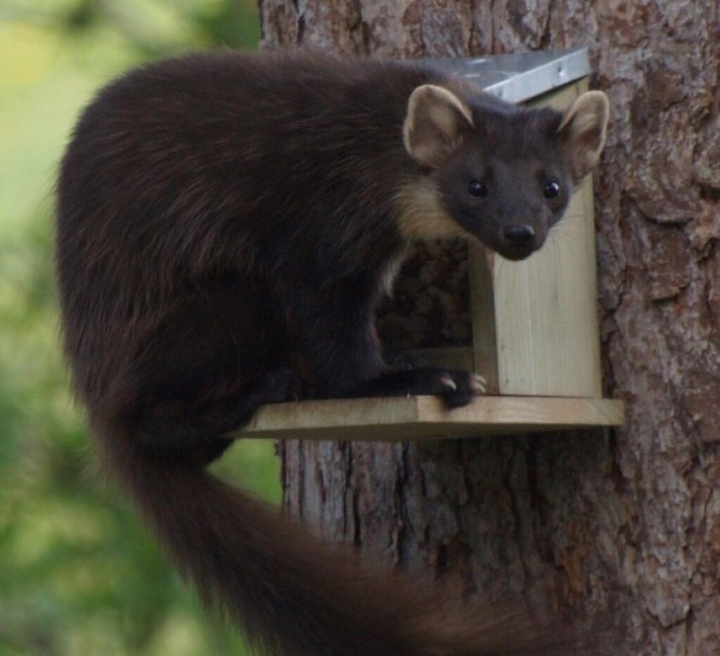 Additional image 30 of Botriphnie Stables, Drummuir