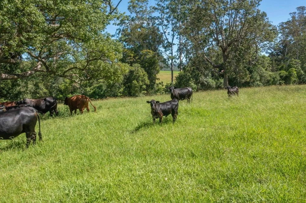 176 McMillans Road, Ellenborough NSW 2446