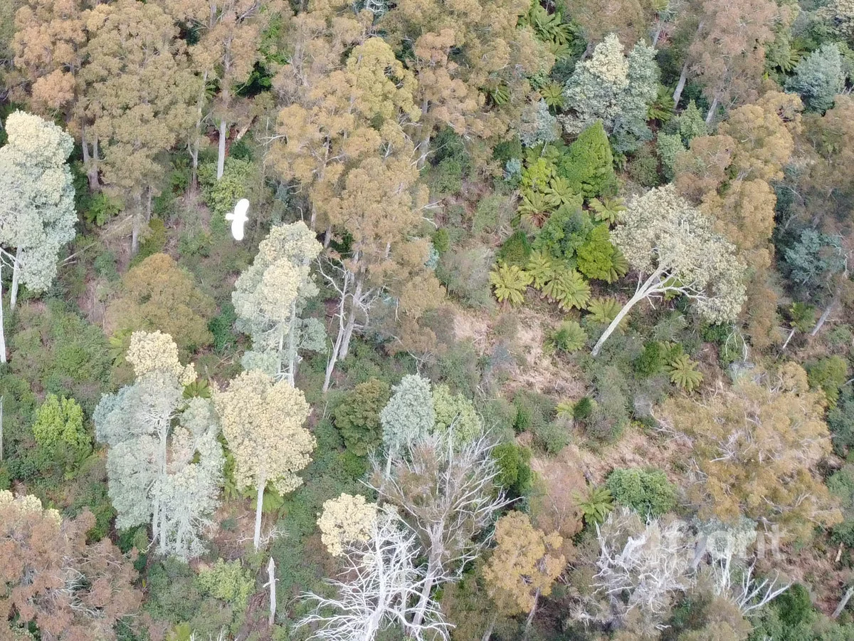 Additional image 28 of 1 and 2/141 Tiers View Road, Golden Valley TAS 7304