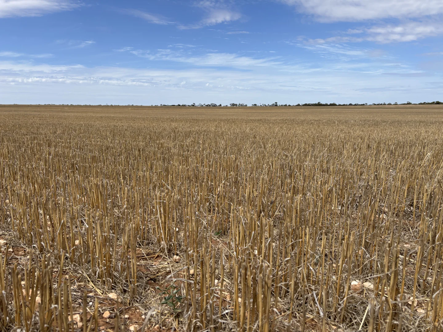 Additional image 9 of 9723 Tod Highway, Lock SA 5633