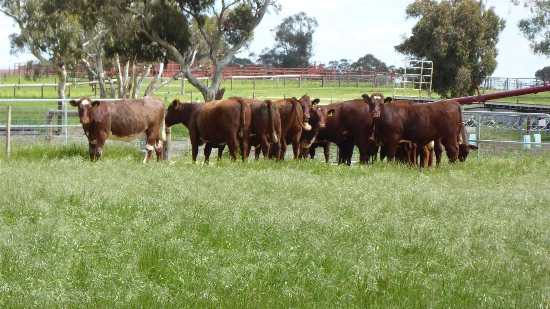 Additional image 26 of 2606 Riddoch Highway, Keith SA 5267