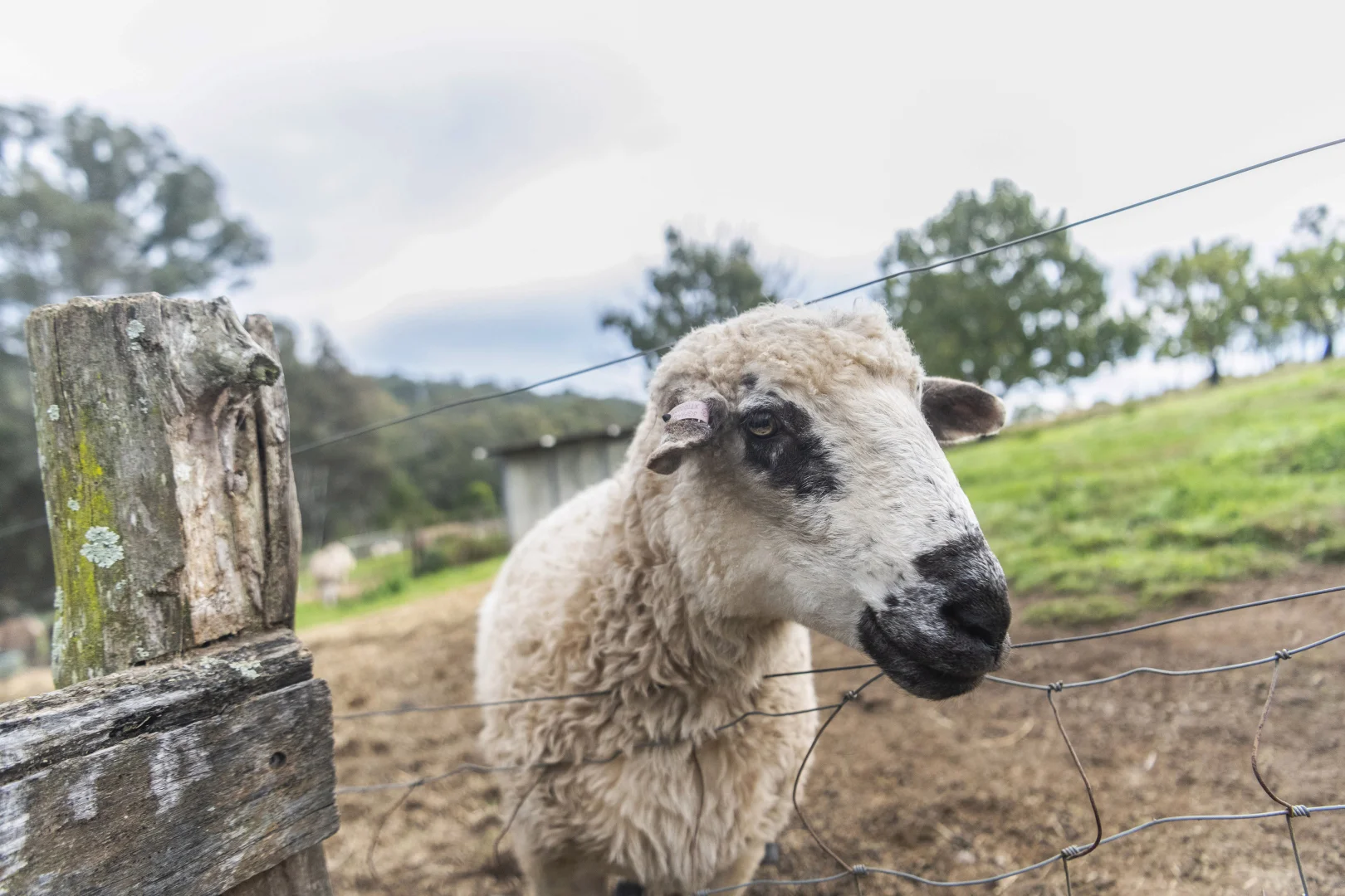 Additional image 21 of 149 Eastview Drive, Orangeville NSW 2570