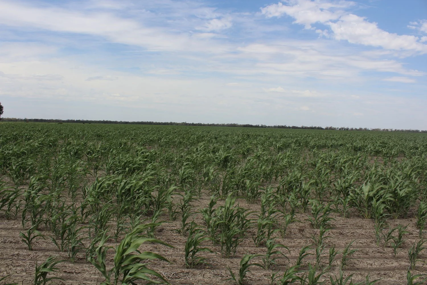 Additional image 3 of "Eralee" Croppa Creek, Moree NSW 2400