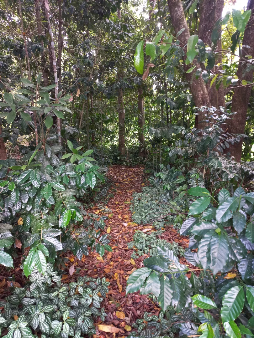 Additional image 10 of 516 Brooks Road, Mungalli QLD 4886