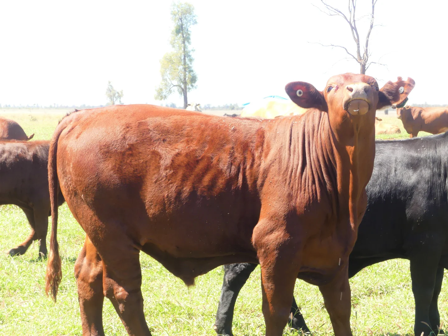 Additional image 17 of "Bonavista" 13724 Mitchell - St George road, Roma QLD 4455