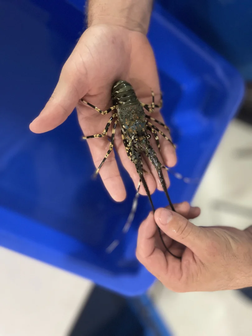 Additional image 43 of 43052 Bruce Highway, Clemant QLD 4816