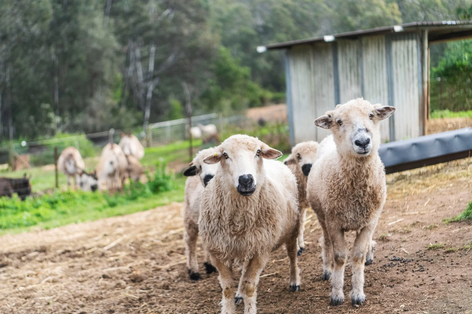 Additional image 22 of 149 Eastview Drive, Orangeville NSW 2570