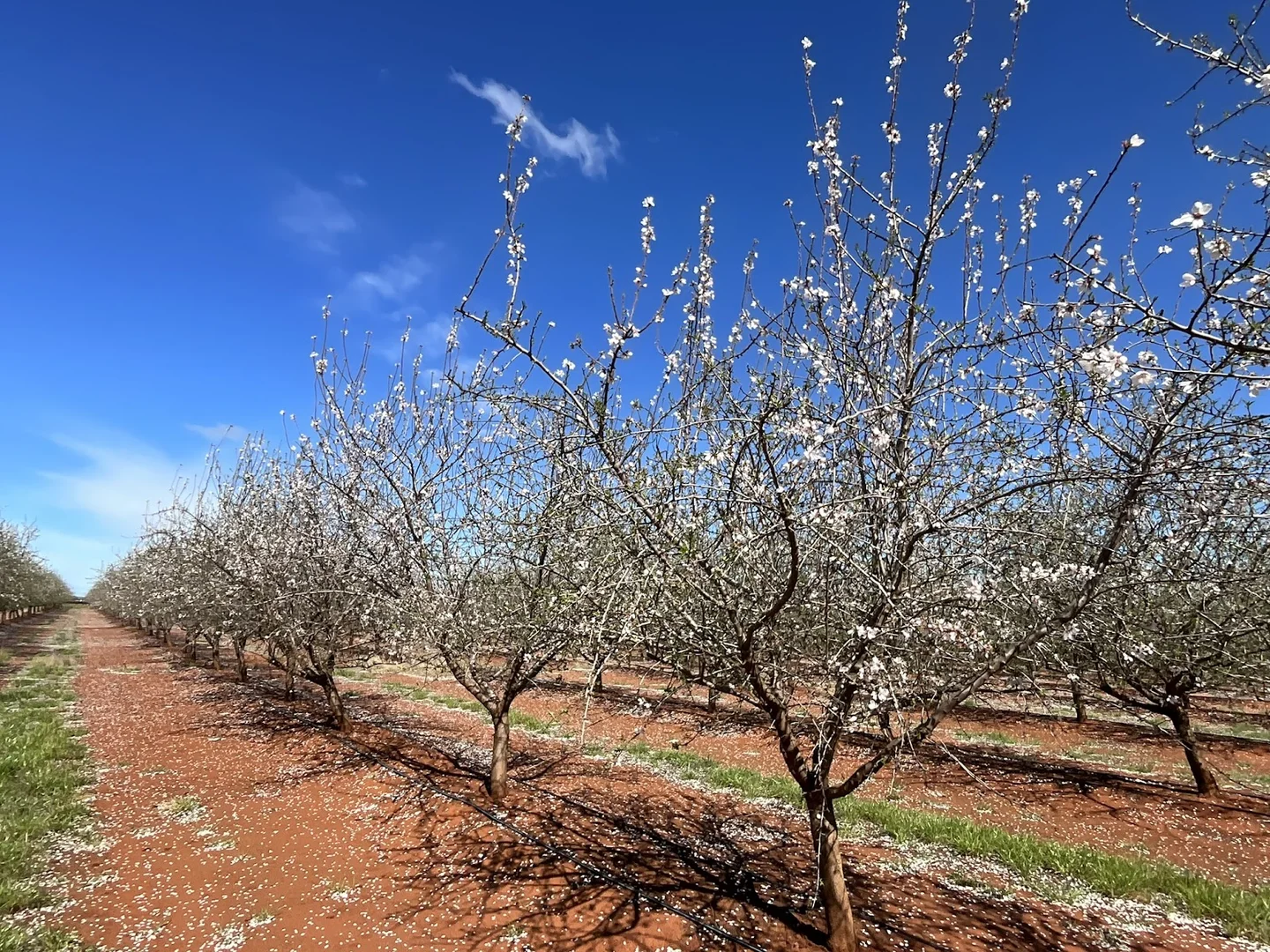 Additional image 15 of 226 & 276 New Farms Road, Nericon NSW 2680