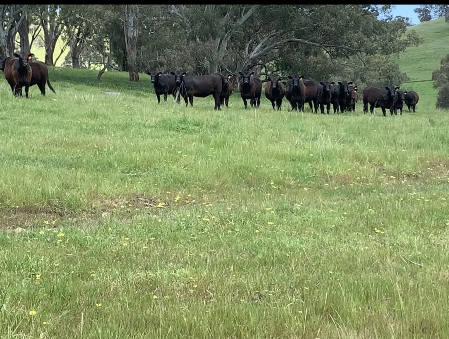 Additional image 28 of 126 Sugarloaf Road, Sheans Creek VIC 3666