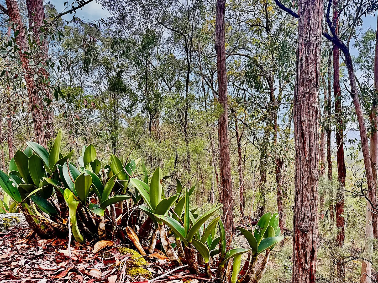 Additional image 5 of 780 Milsons Arm Road, Wollombi NSW 2325