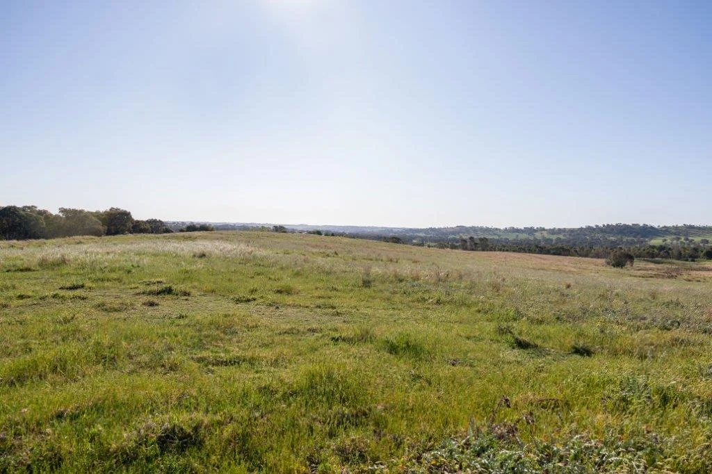 Additional image 30 of 251 Pattersons Lane, Young NSW 2594