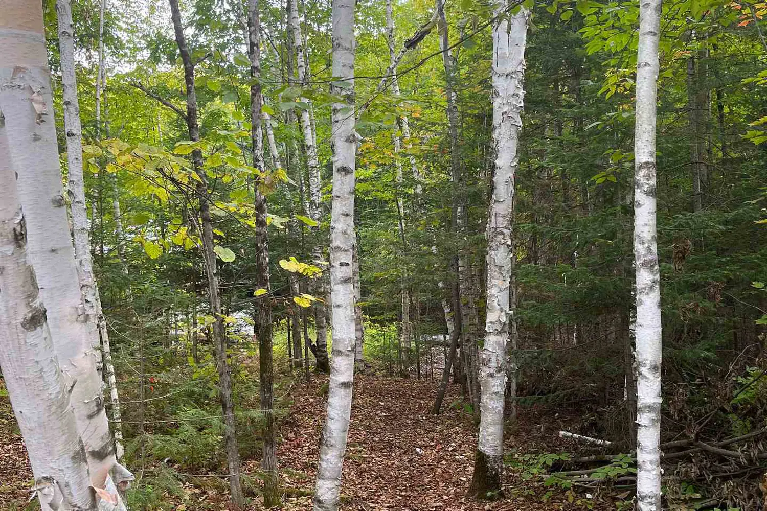 Additional image 8 of 4488 Kawagama Lake Road