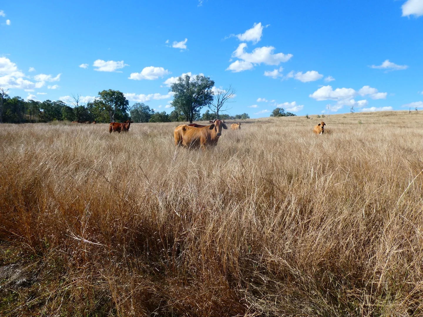 Additional image 6 of NRN BEERON ROAD, Beeron QLD 4626