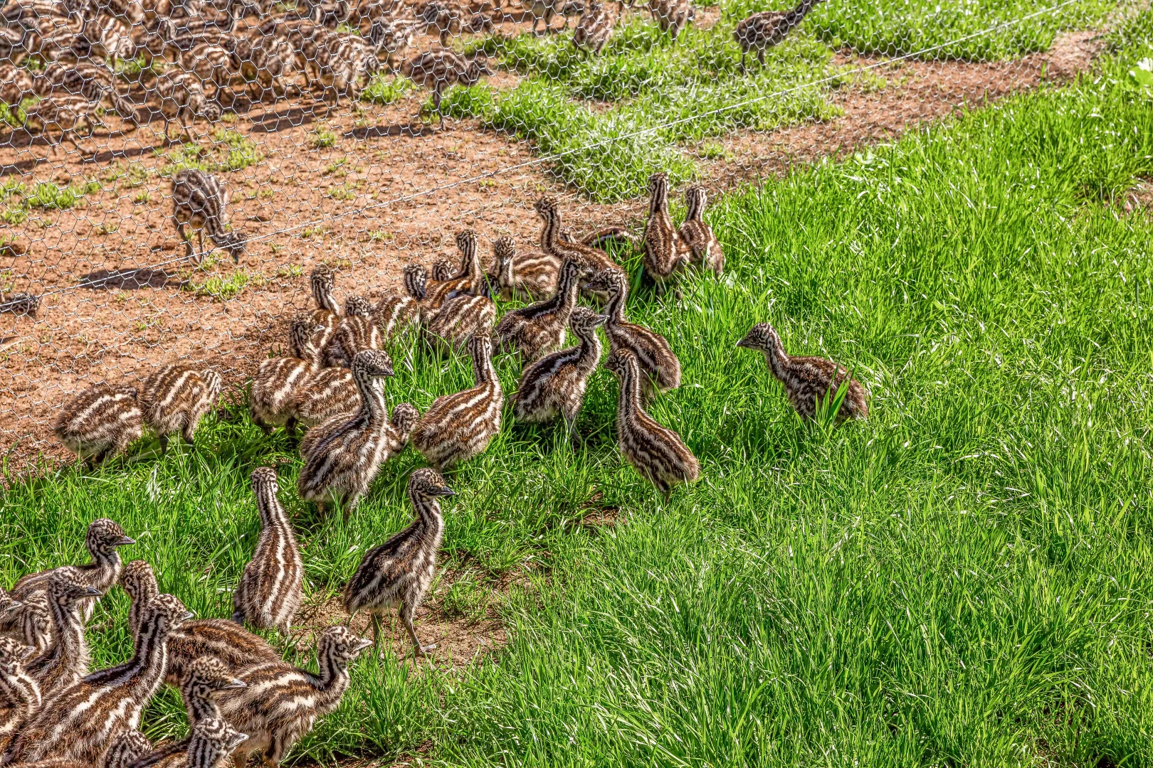 Additional image 19 of 198 Tragowel Road, Tragowel VIC 3579