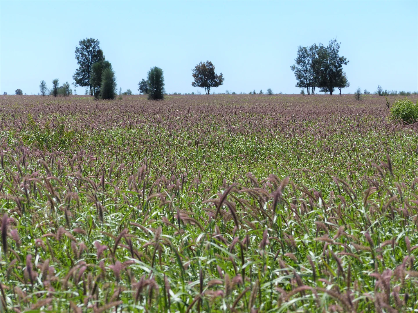 Additional image 21 of "Bonavista" 13724 Mitchell - St George road, Roma QLD 4455