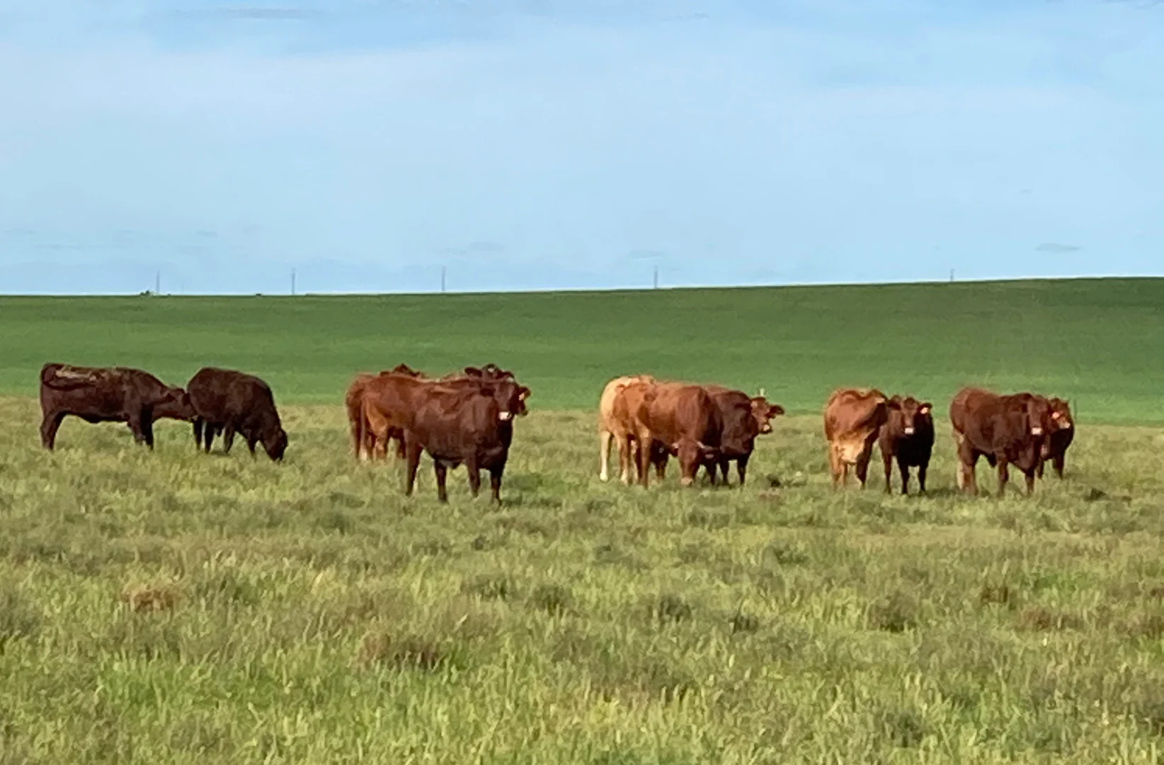 Additional image 4 of 46884 Eyre Highway, Ceduna SA 5690