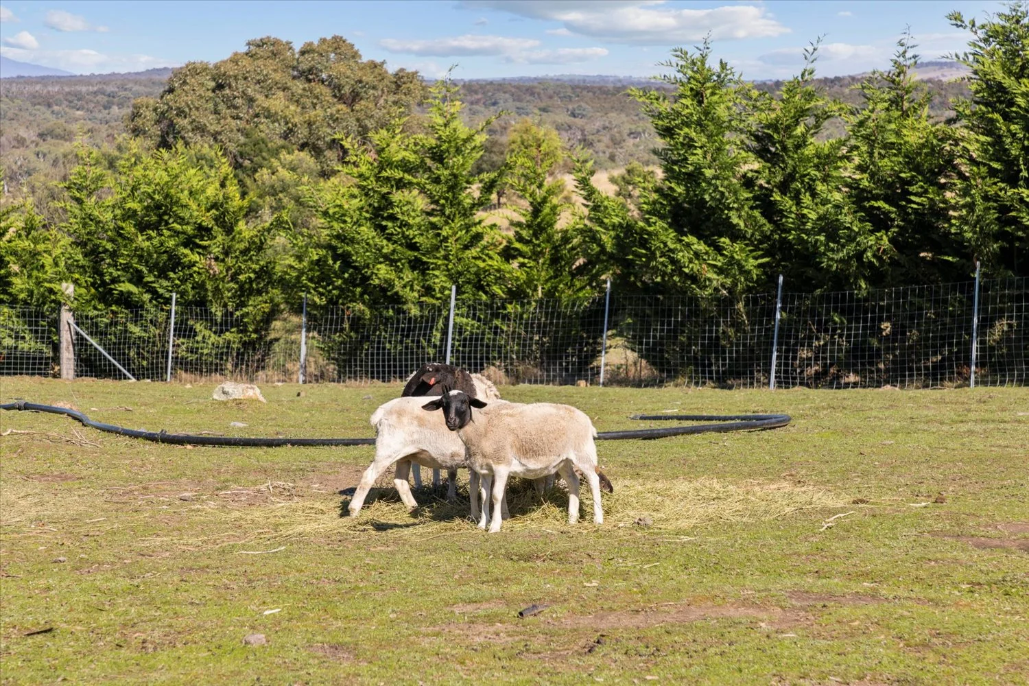 Additional image 15 of 134 Lakeview Road, Tarago NSW 2580
