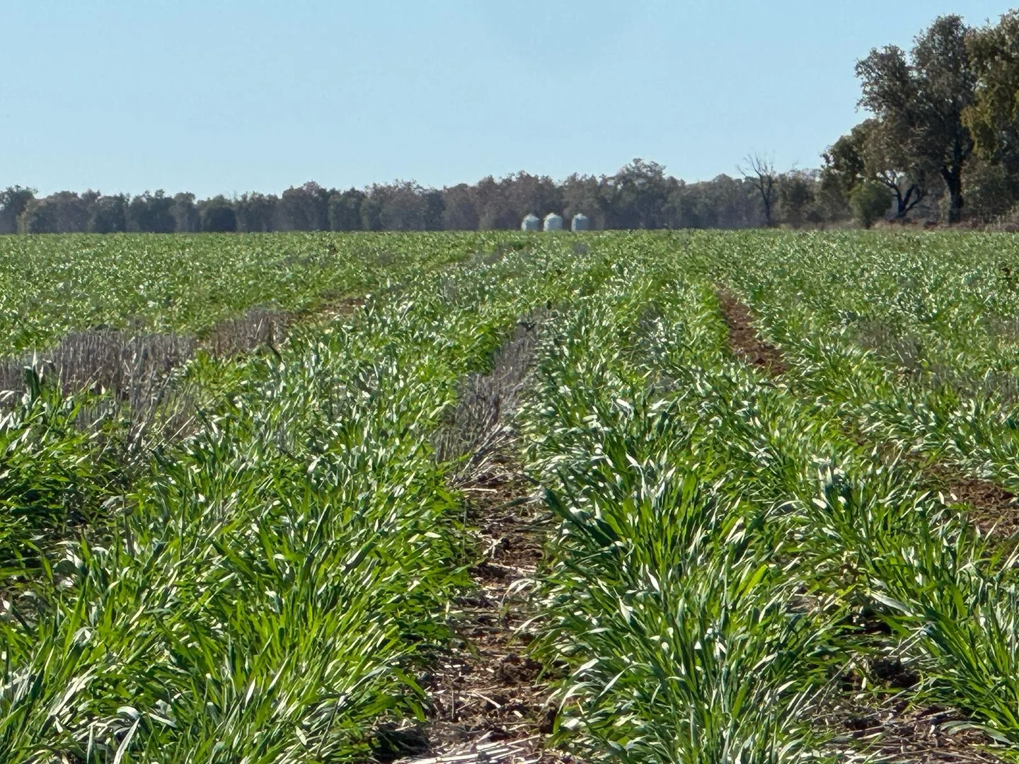 Additional image 2 of 3282 Gungalman Road, Carinda NSW 2831