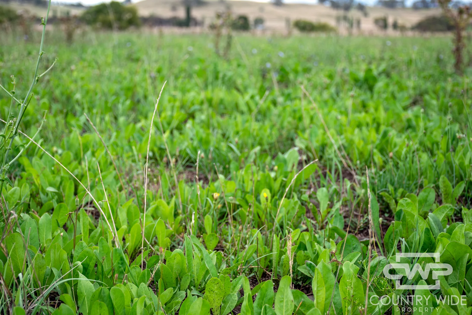 Additional image 17 of 638 Furracabad Road, Glen Innes NSW 2370