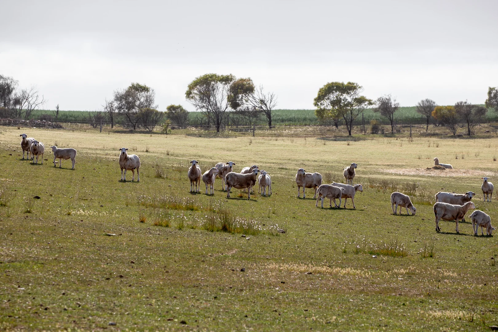 Additional image 14 of Lots 99 & Bawdens Road, Lipson SA 5607