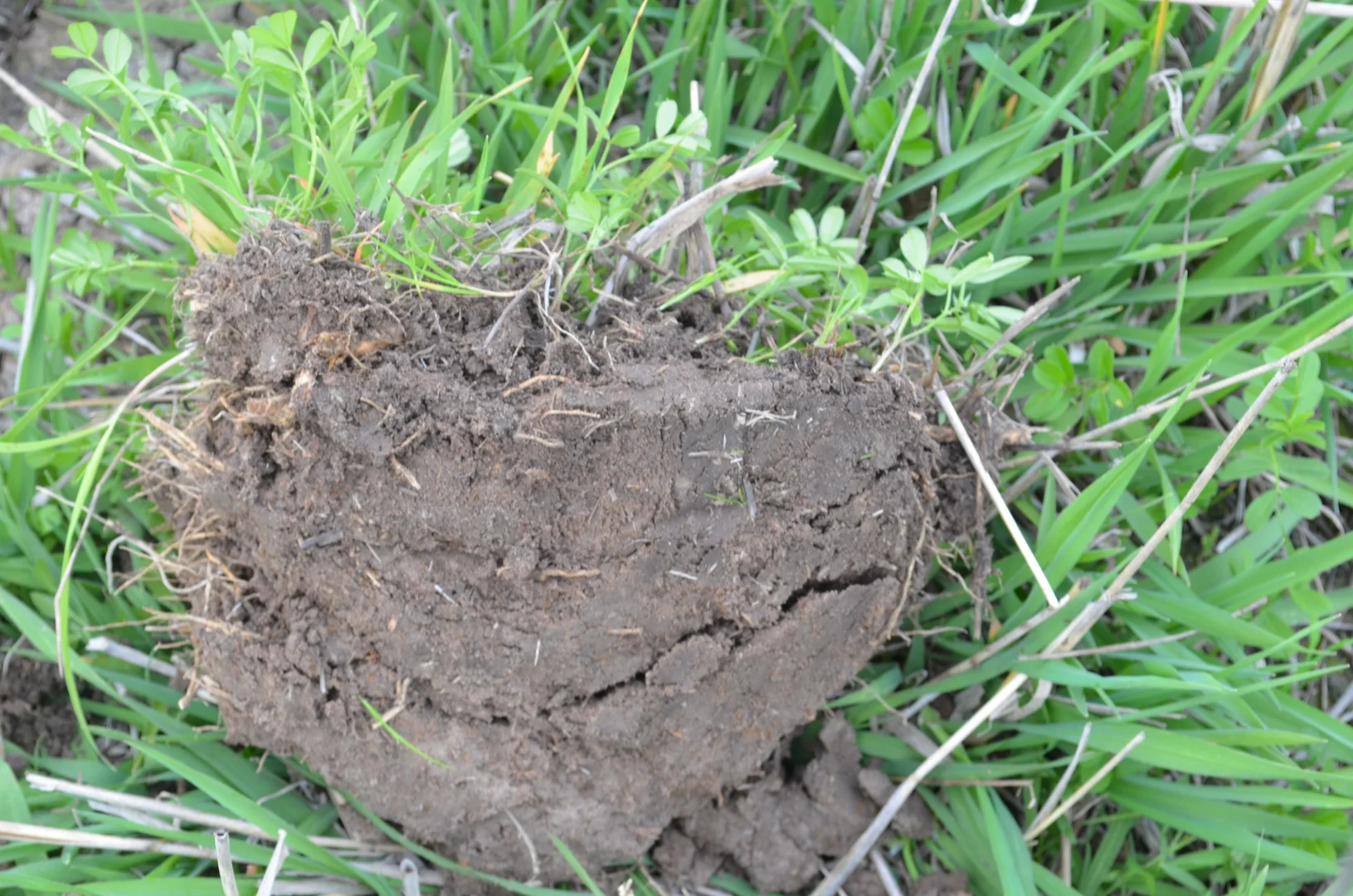 Additional image 9 of Sec 329 Tarcas Road, Frances SA 5262