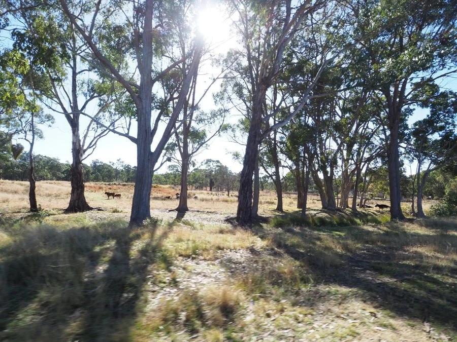 Torrington Road, Stannum NSW 2371