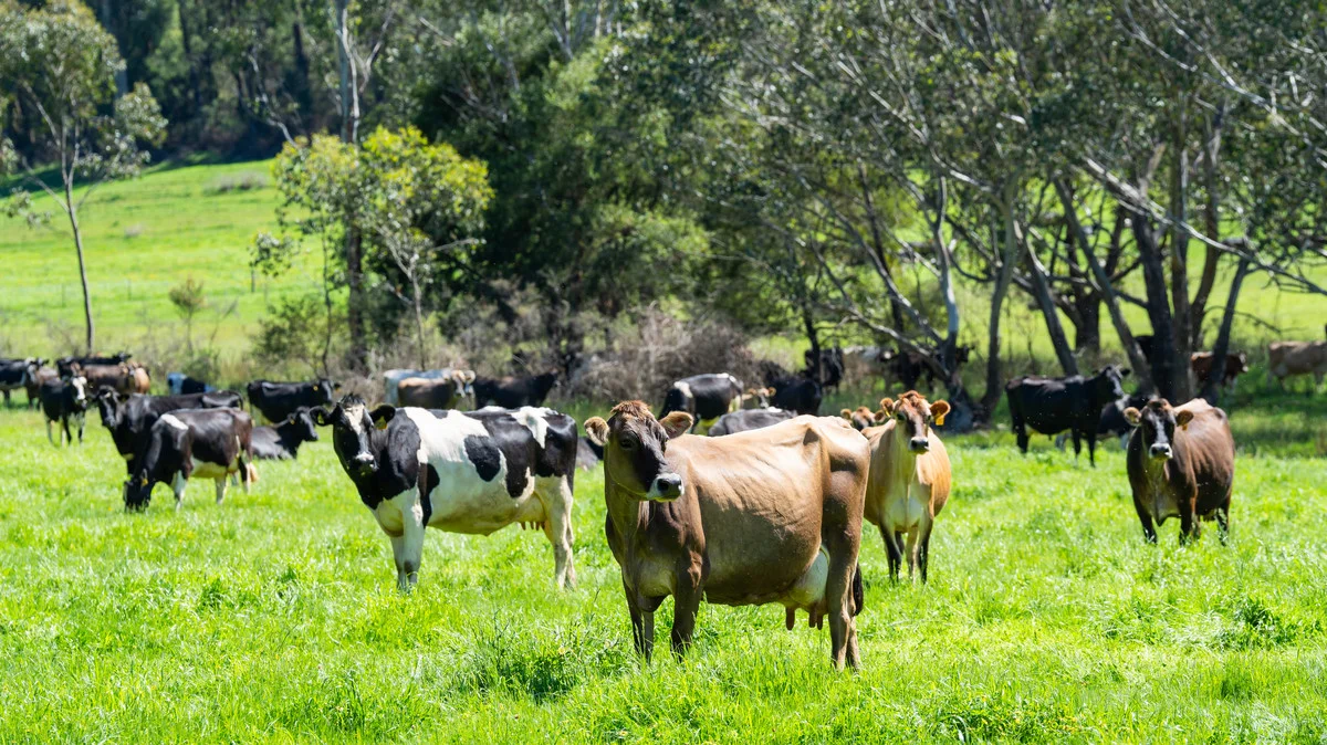 Additional image 23 of 3082 Omeo Highway, Tallandoon VIC 3701