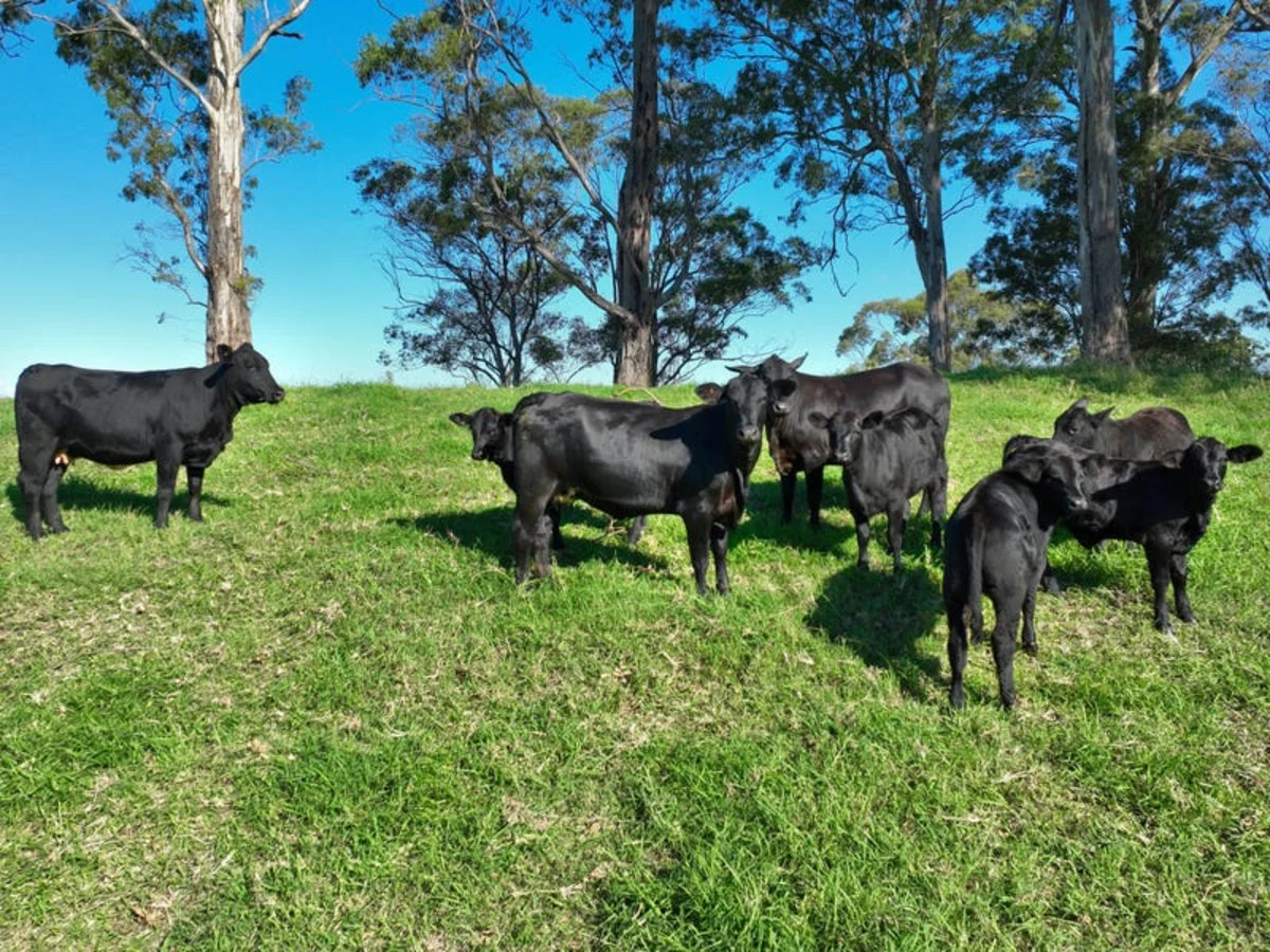 Additional image 10 of 59 Wyndham Road, Wyneden NSW 2474