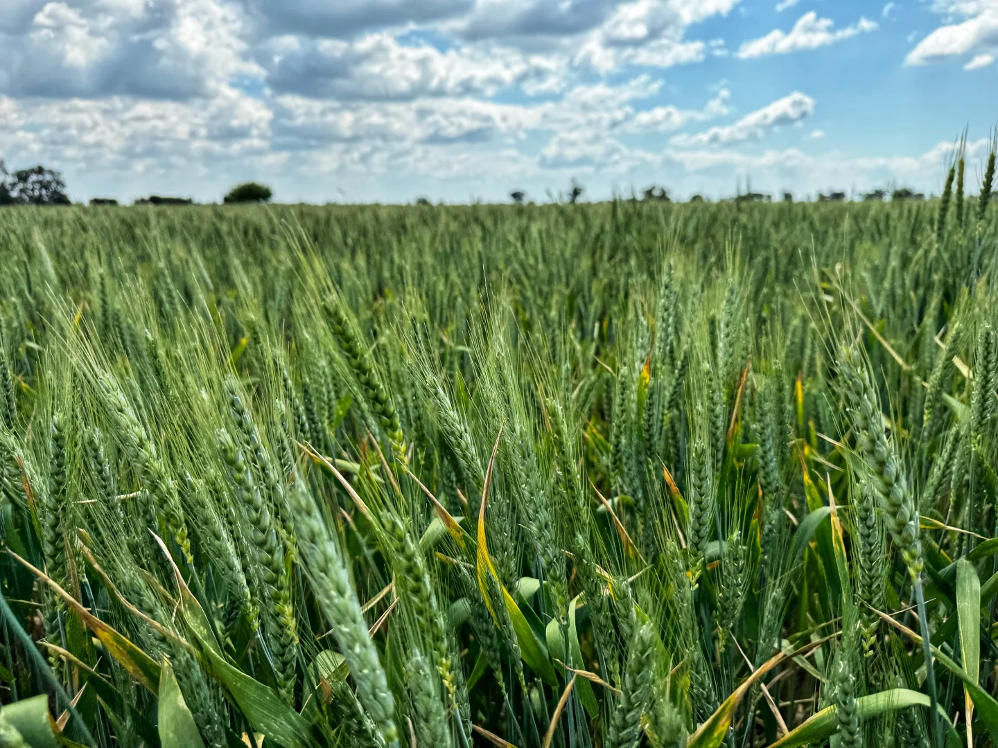 Additional image 3 of Part Rosewood Taweni Road, Peak Hill NSW 2869