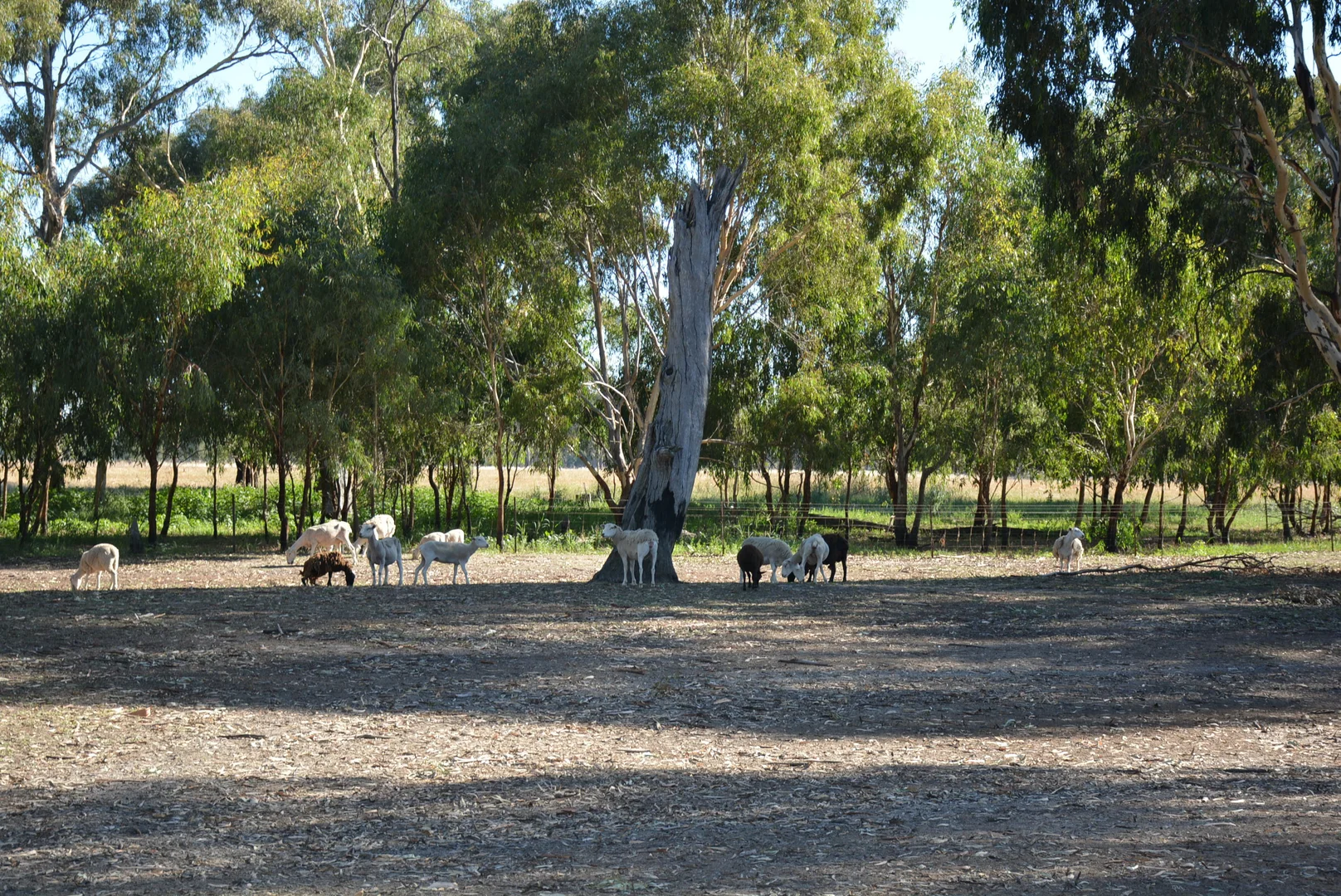 Additional image 17 of 52 Sheehan Rd, Koonoomoo VIC 3644