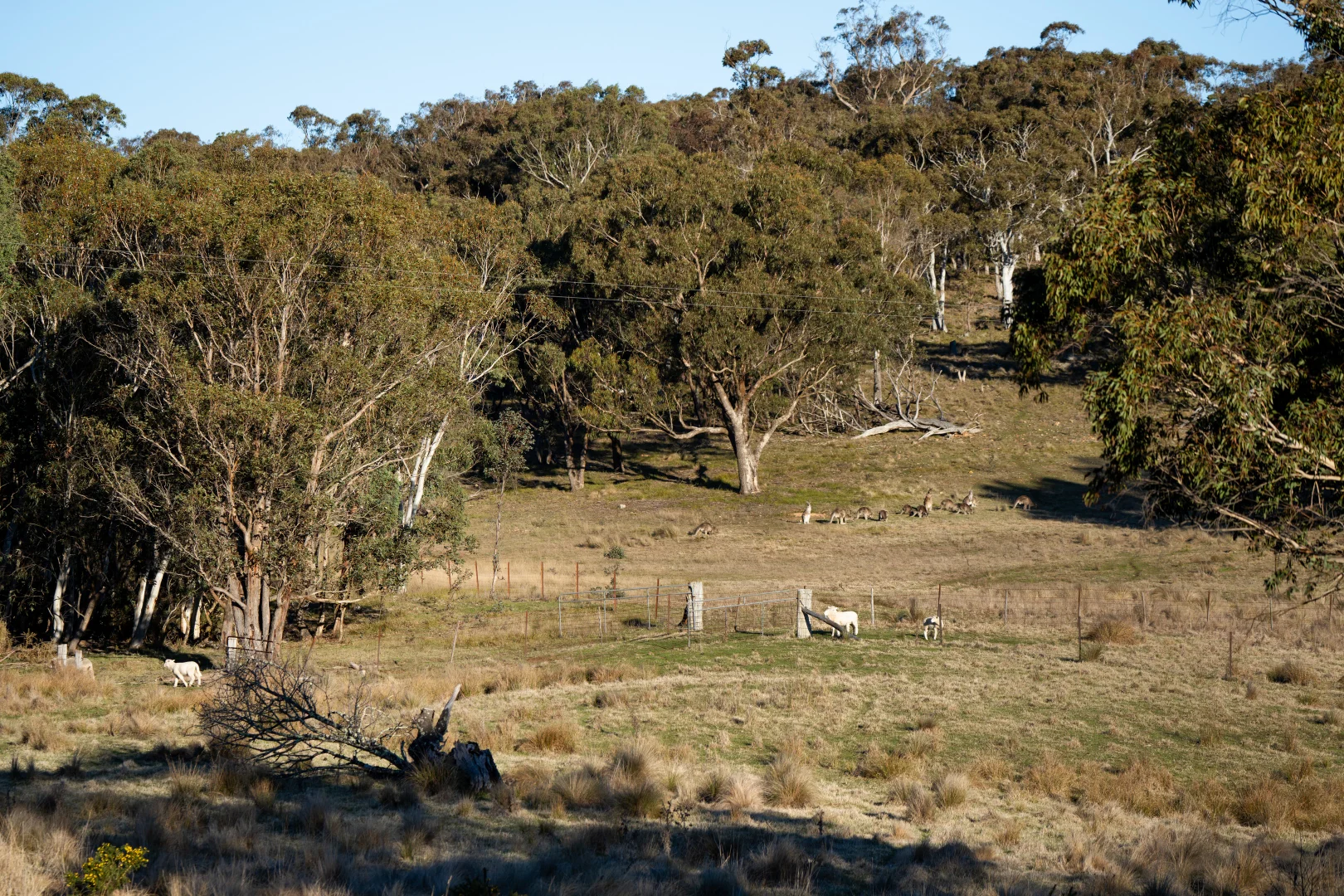 Additional image 9 of 785 Thornford Road, Goulburn NSW 2580